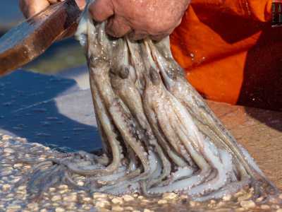 A questa azione si accompagna la �schiumatura� o �sbavatura�, durante la quale l�octopus viene �accarezzato� sulla roccia con un movimento ondulatorio...